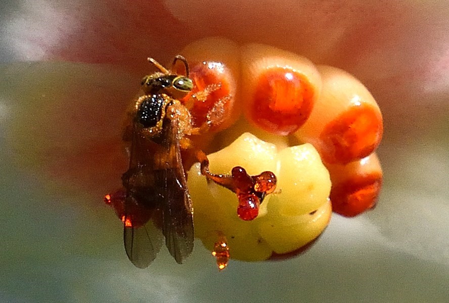 Prazo de consulta pública da normativa de criação de abelhas sem ferrão termina nesta quarta-feira (25)