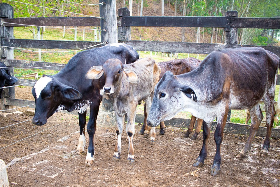 Como a brucelose pode impactar na saúde animal e humana