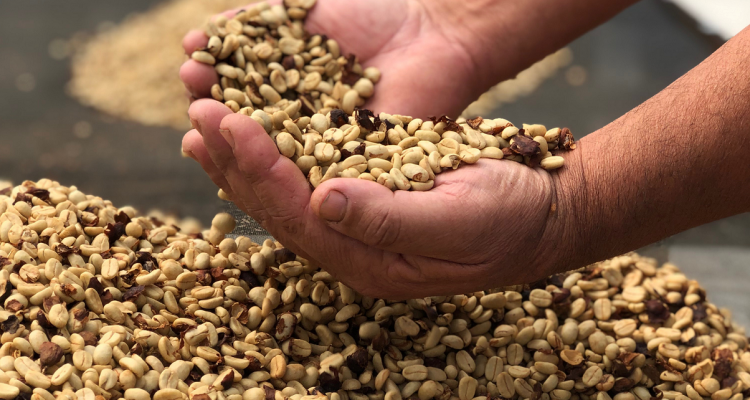 Consumo e exportação de café solúvel crescem acima da média nacional no Espírito Santo