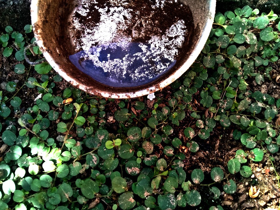 Dengue e Covid-19: Saiba diferenciar e fique atento aos sintomas