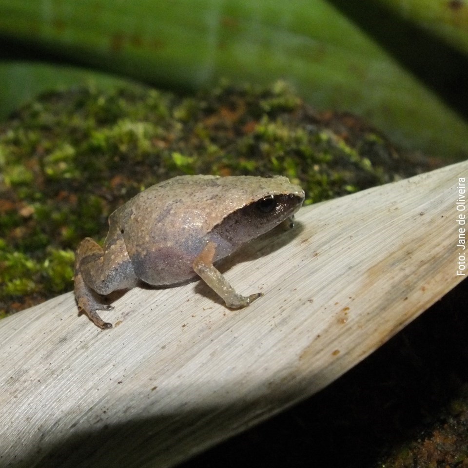 Espírito Santo tem lista de espécies ameaçadas de extinção atualizada