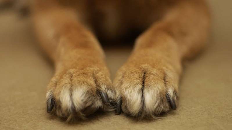 Cão morre trancado no porta-malas enquanto dono fazia compras