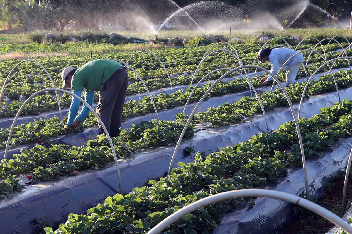 Cooperativismo agrícola em pauta na Ales