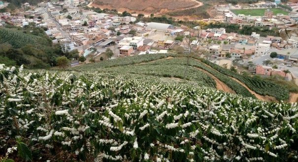 Colheita do café: governo deve anunciar formalização temporária para que trabalhador não perca o bolsa família