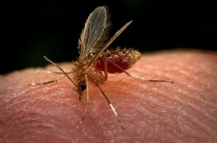 Semana de controle à leishmaniose traz alerta sobre doença