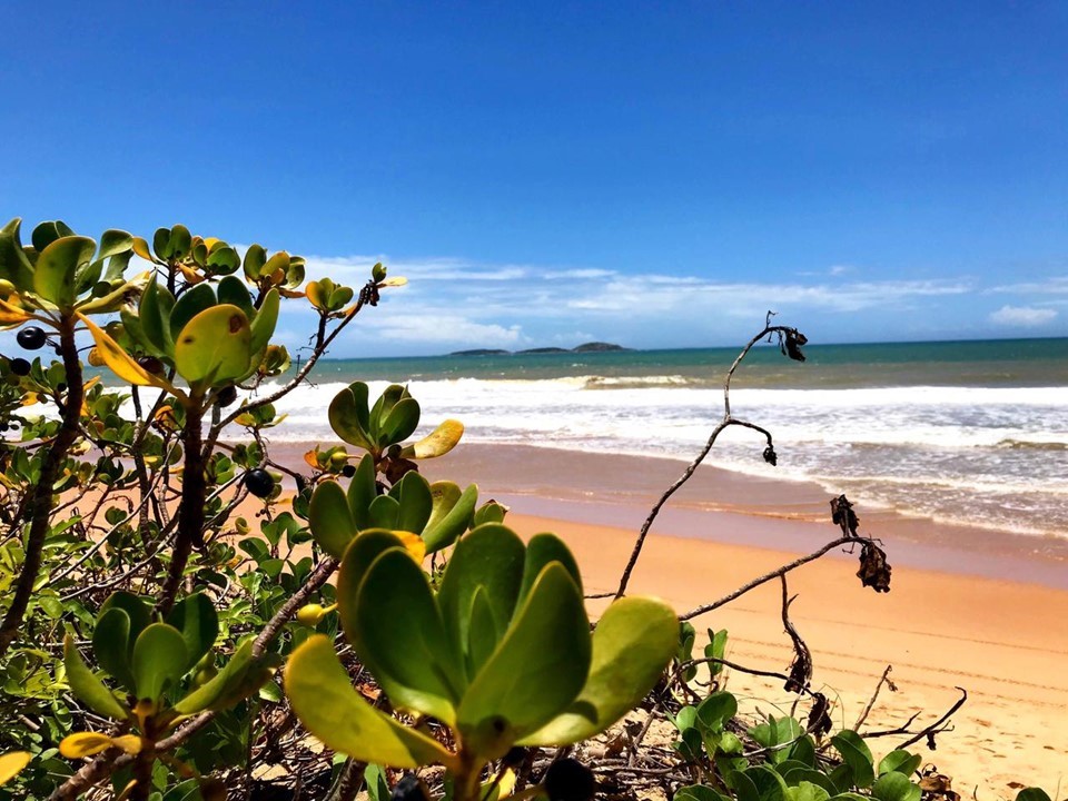 No Dia Estadual da Floresta de Restinga, Iema ressalta a importância da preservação do bioma