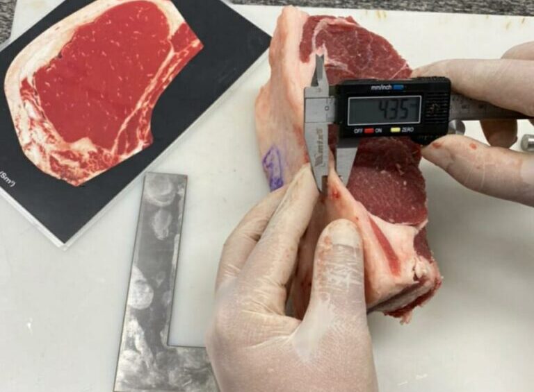Raça Araguaia: sucesso na pecuária de corte, bovino apresenta excelente rendimento de carcaça e ótima qualidade da carne