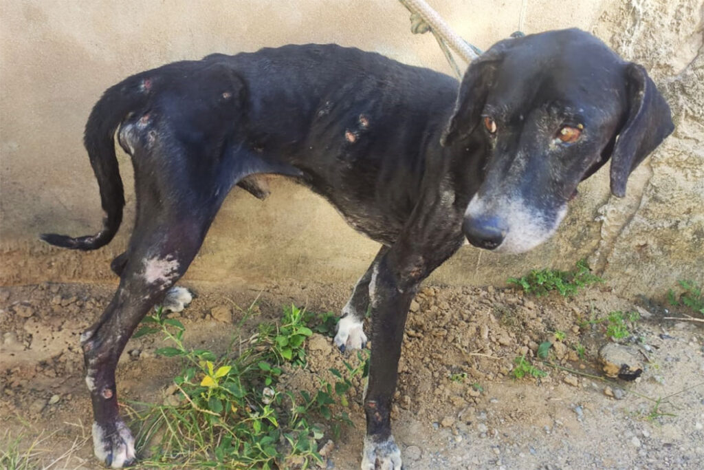 CPI resgata dois cães vítimas de maus-tratos