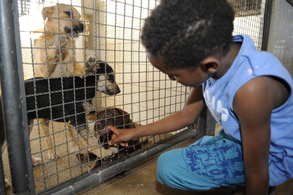 PL: direitos dos animais na grade curricular