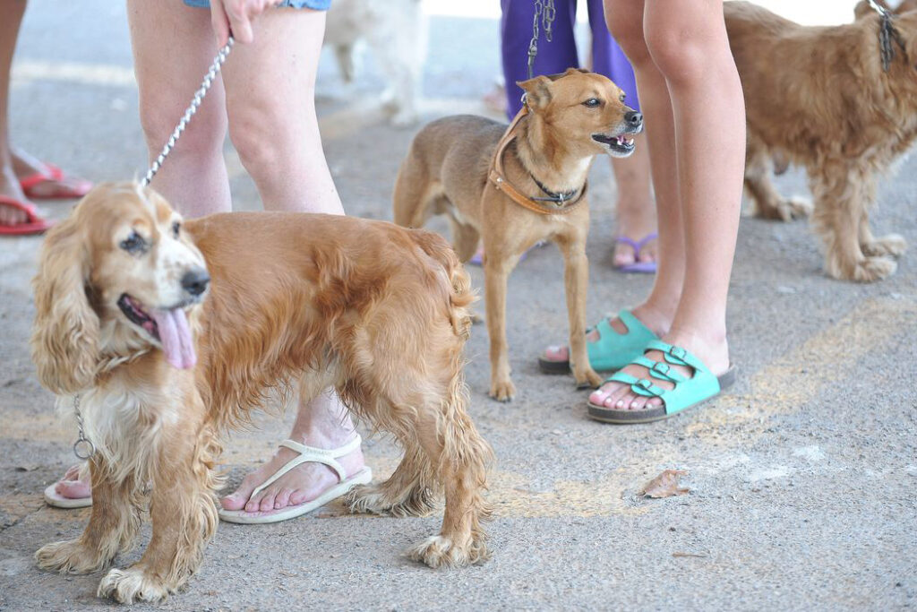 Matéria proíbe tatuagem em animais
