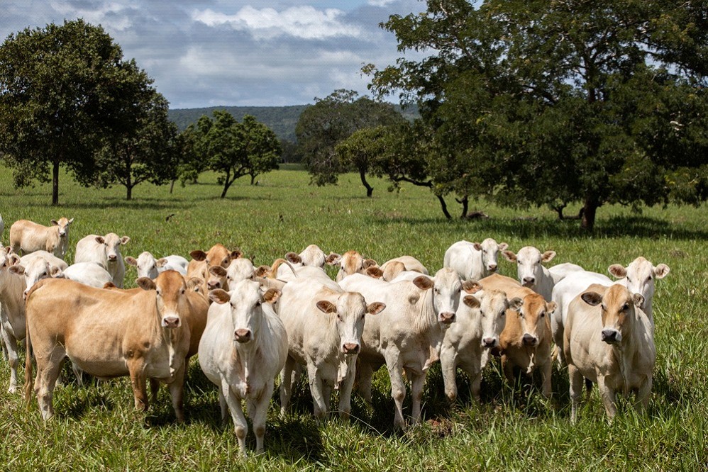 Raça Araguaia: produtor membro da ‘Liga do Araguaia’ adota a agro sustentabilidade como modelo de produção