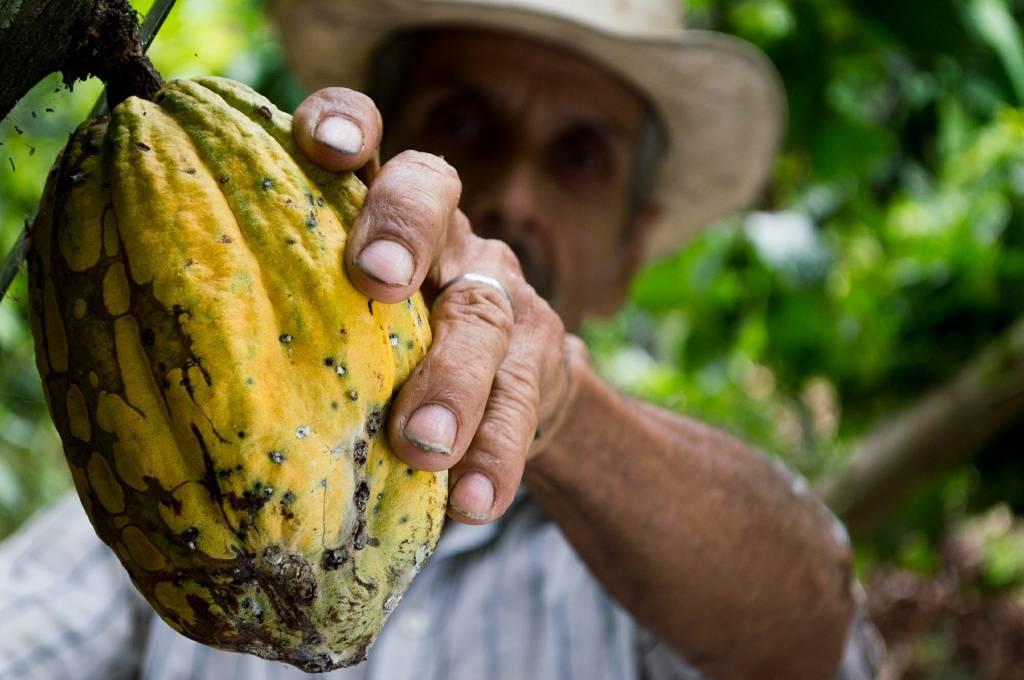 Espírito Santo e estados produtores de cacau assinam termo de cooperação técnica para tratar a monilíase do cacaueiro