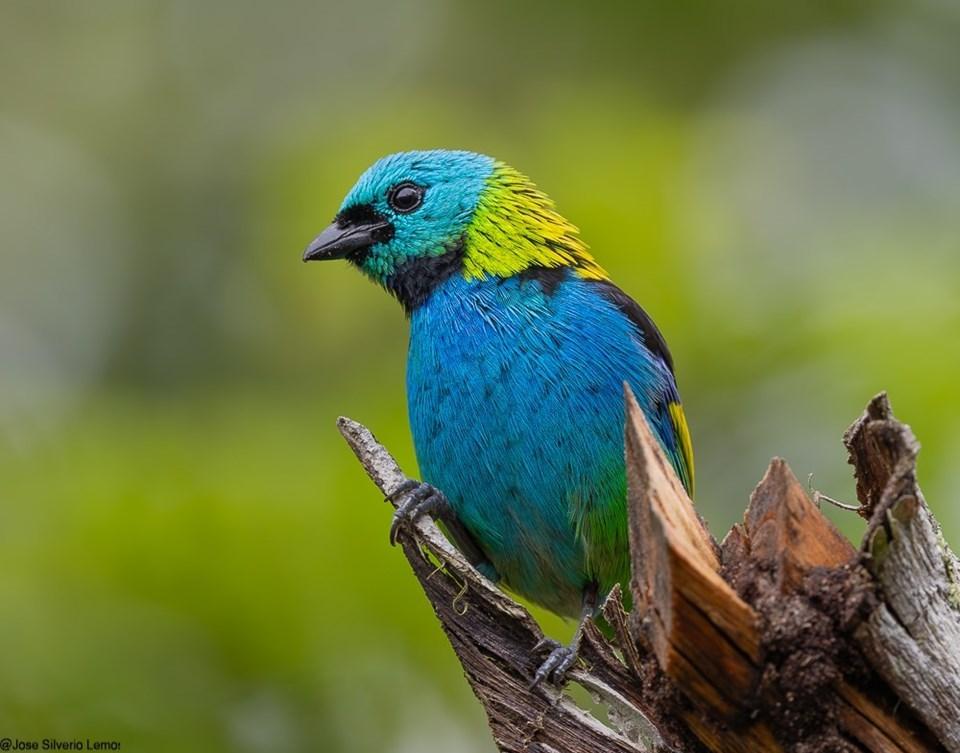 Reserva Biológica Duas Bocas incentiva ciência cidadã com a ‘Observação de Aves’