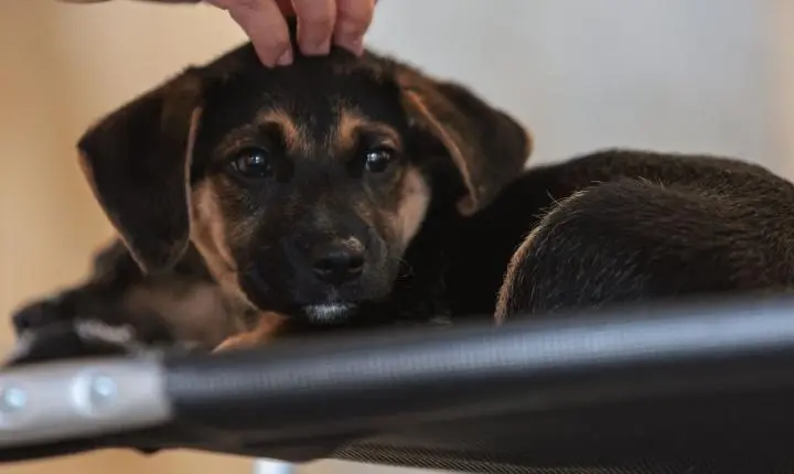 Lei define guarda compartilhada de pets; veja detalhes
