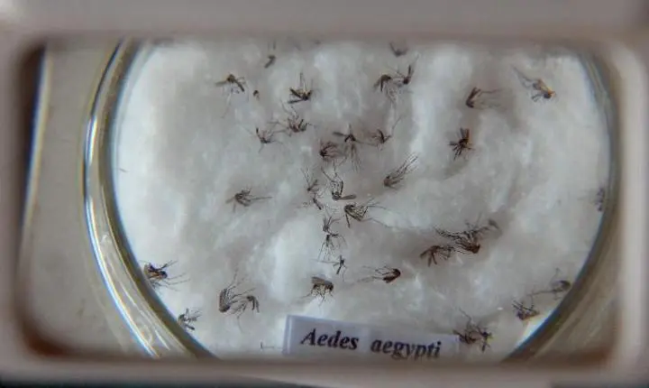 Pesquisa do Butantan padroniza nomenclatura de vírus da dengue